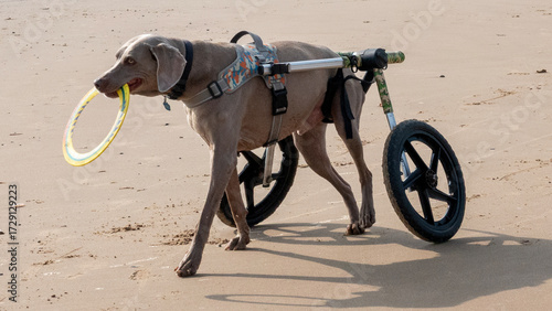 Dog enjoying life on beach in a dog wheelchair