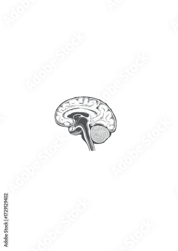 Anatomy of the Human Brain A Detailed Anatomical Illustration in Profile