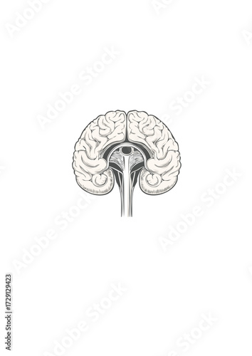 Anatomical vector illustration of a human brain in coronal cross-section view isolated on a white background. Detailed medical 7.svg diagram