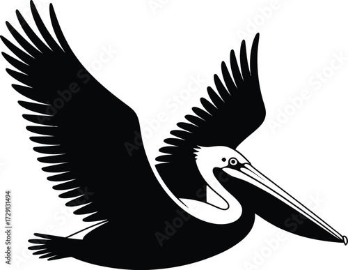 Black pelican in flight bird flying