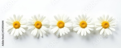 Five pristine white daisies, sunny yellow centers, stark white backdrop , nature, photography