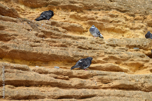 Canvas Print Pigeons rest on a vertical rock of a shell rock.