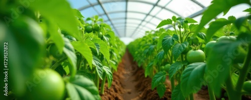 Lush green tomato plants thriving in a greenhouse , produce, hydroponics, soil