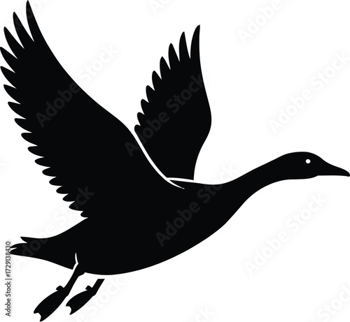 Black duck in flight bird flying