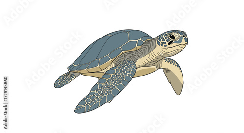 An illustration of a sea turtle swimming gracefully through the ocean water.