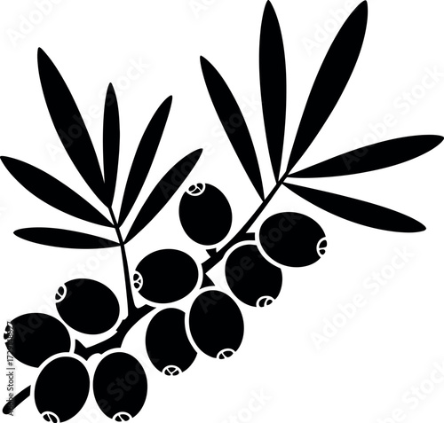 Black silhouette sea buckthorn branch berries