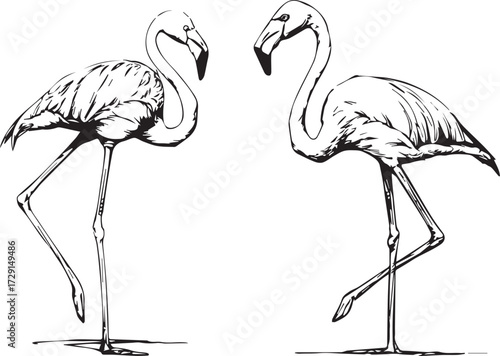 two simple line drawings of flamingos, one standing and the other walking sideways. the first drawing is a full-body