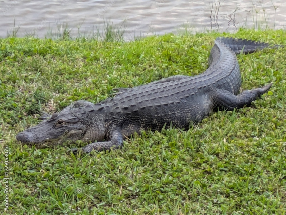 Fototapeta premium Alligator sunbathing on the grass near water