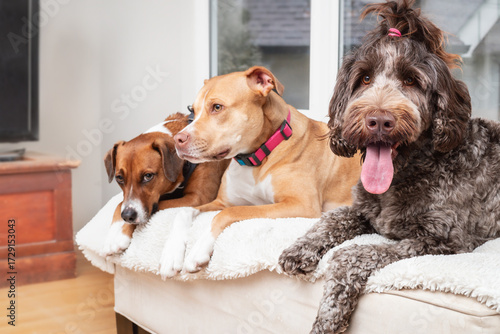 Photography Group of dogs lying on sofa in living room