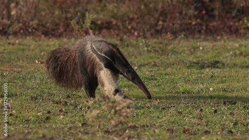 Giant Anteater in Pantanal, Brazil