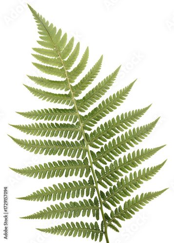 Wallpaper Mural fern leaf isolated on transparent background Torontodigital.ca