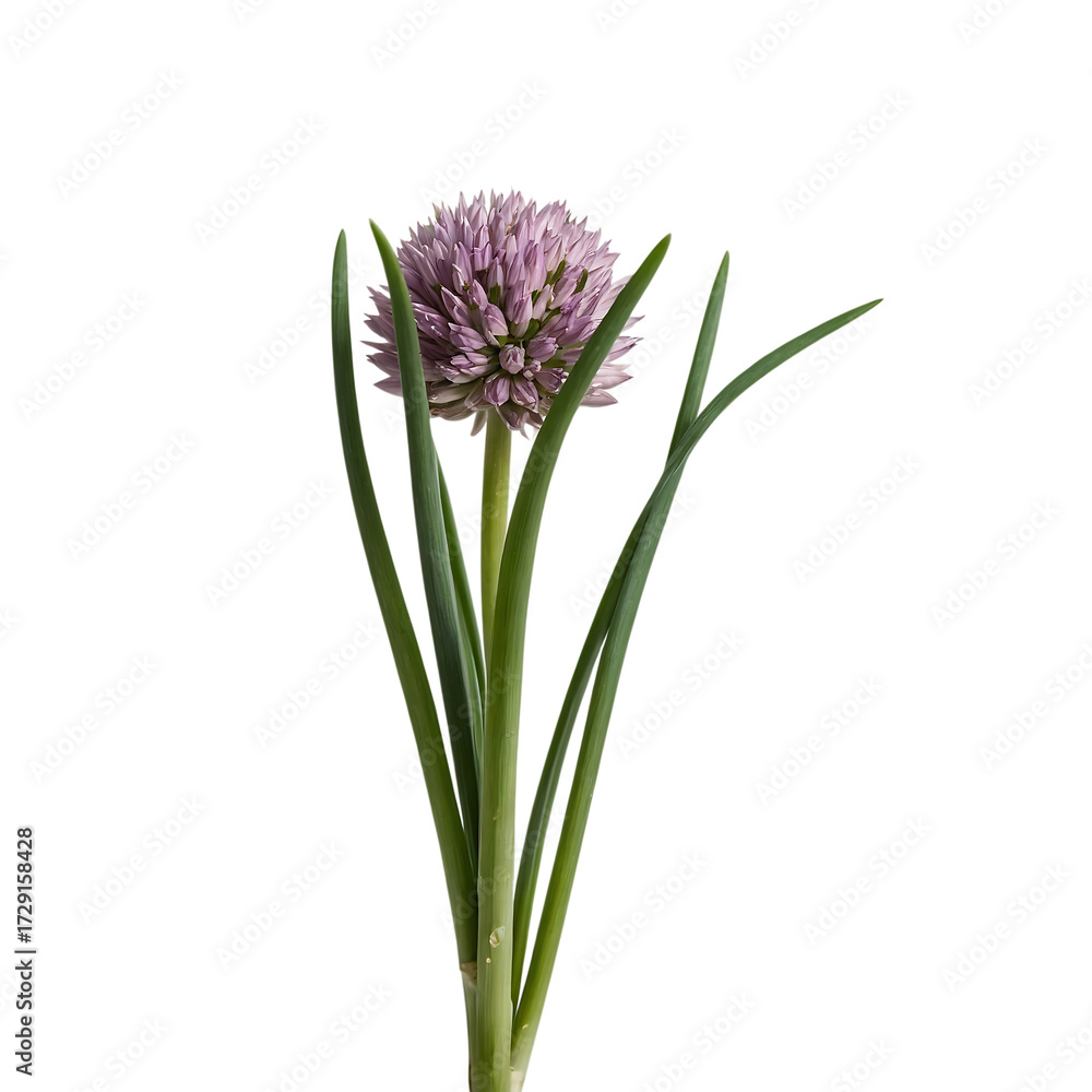 Fototapeta premium Chive flower isolated on transparent background with green stems