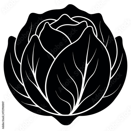 cabbage silhouette vector on white background.eps