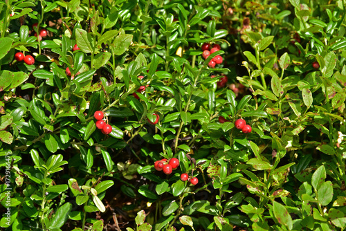 Preiselbeere; Vaccinium vitis-idaea; lingonberry; cowberry