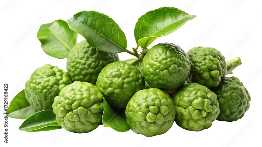 Fototapeta premium A bunch of fresh green kaffir limes with leaves isolated on transparent background