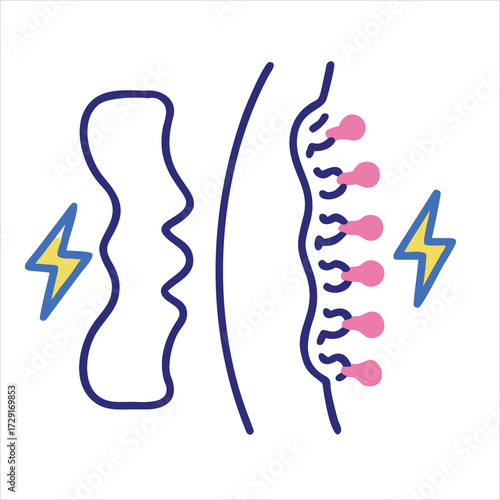 Detailed anatomical illustration of the human spinal cord and nerves