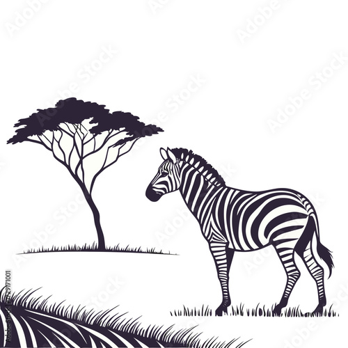 Photography zebra vector illustration