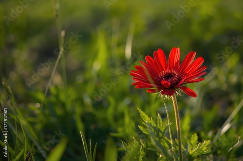 A red plant found in nature