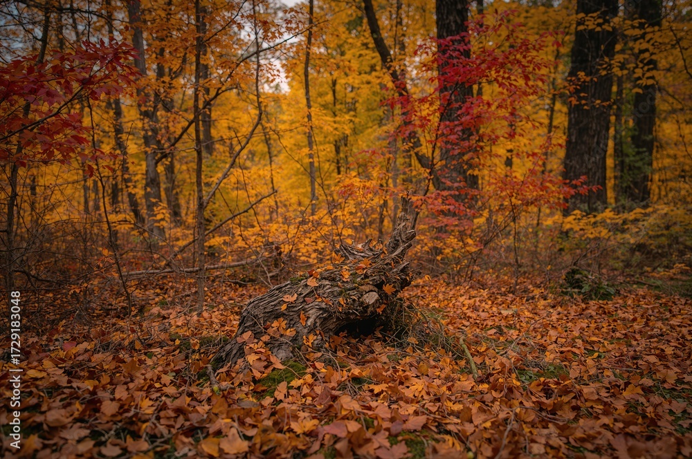 Naklejka premium Traces of Fall