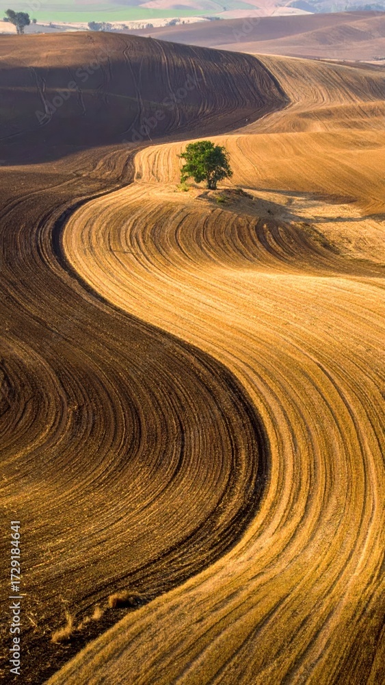 Fototapeta premium Serene Curved Landscape with a Lonely Tree in Rolling Fields