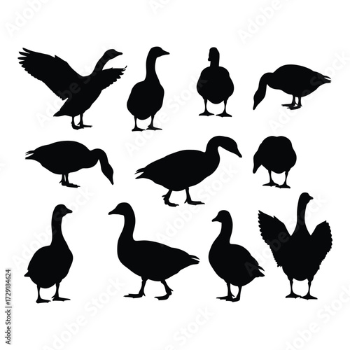 Diverse silhouettes of geese and ducks in various poses and angles wildlife collection silhouette