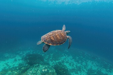 Crédence de cuisine  Olive Ridley Turtle Swimming Over Sandy Ocean Floor in Clear Blue Water  © The 2R Artificiality