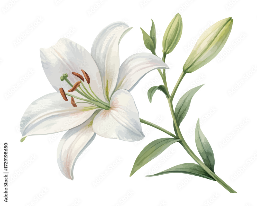 Fototapeta premium White Lily Watercolor Painting for Wedding Cards vector illustration isolated on white background