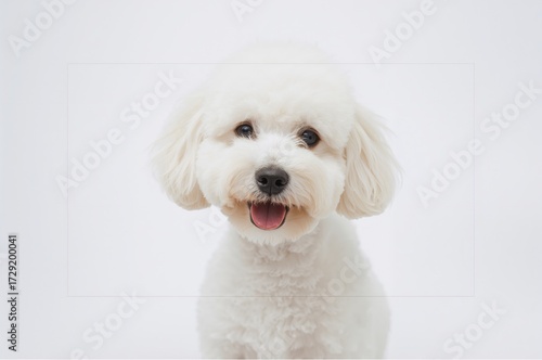 Cute Maltese Poodle Puppy Against a Plain White Backdrop