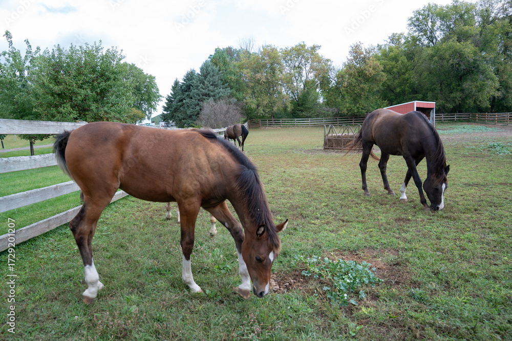 Fototapeta premium Beautiful horses in a farm in the countryside