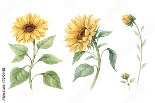 Watercolor Yellow Sunflower with Green Leaves Hand Painted 