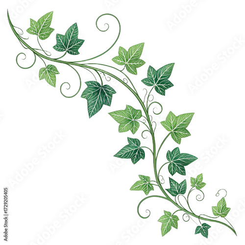 Green ivy vines with variegated leaves, swirly tendrils, black background