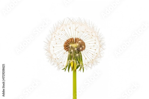 Wallpaper Mural Isolated dandelion and foliage on a plain white backdrop Torontodigital.ca