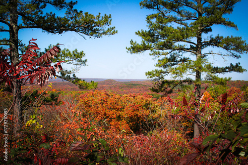 A view of the southwestern missouri ozarks through two pine trees