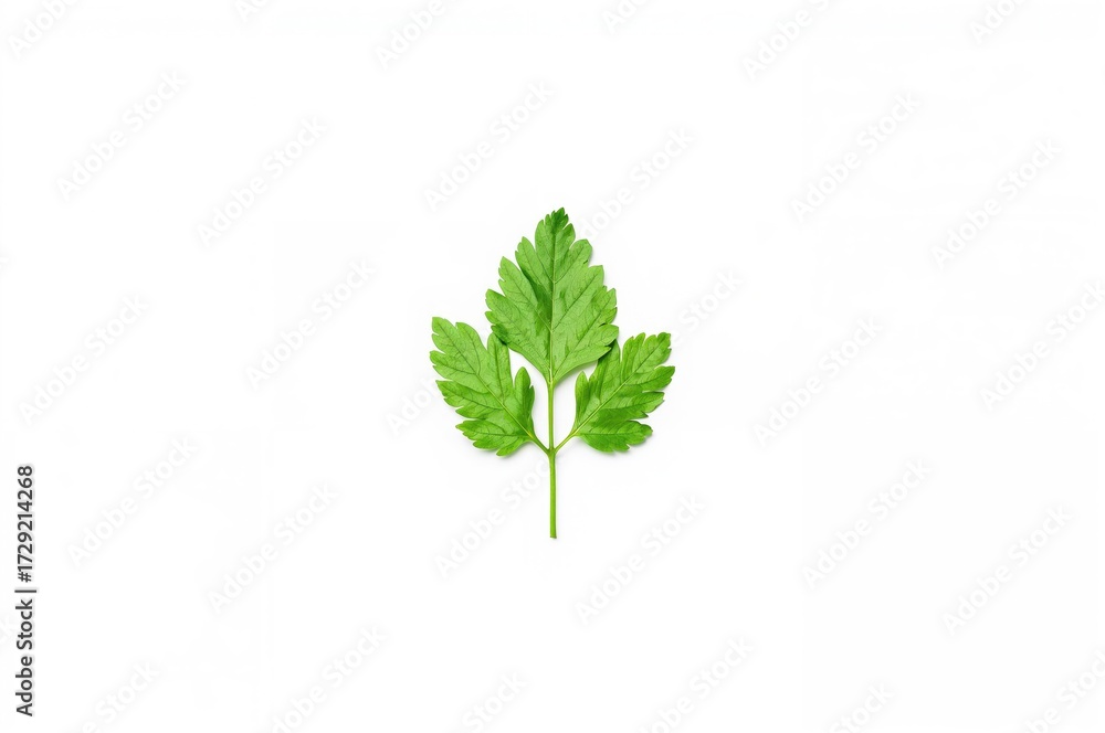 Fototapeta premium Fresh coriander leaves on a white surface, overhead shot, flat lay