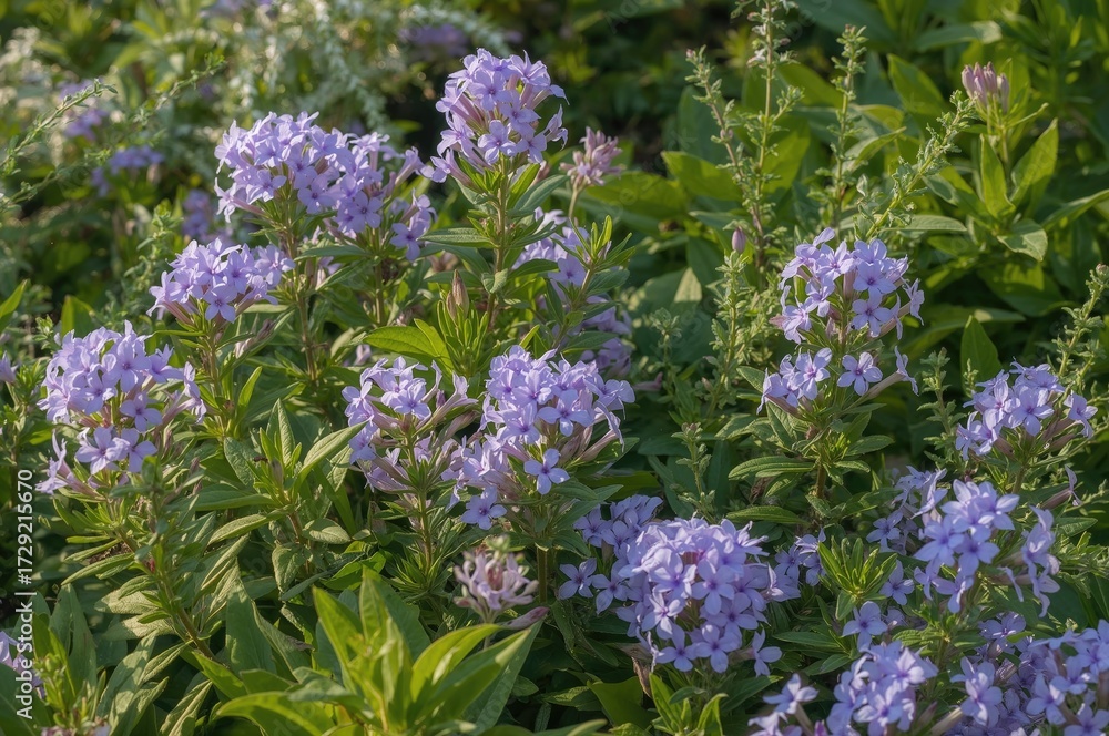 Obraz premium Stunning Blue Violet Creeping Phlox Blossoms - Scientific Name: Phlox subulata