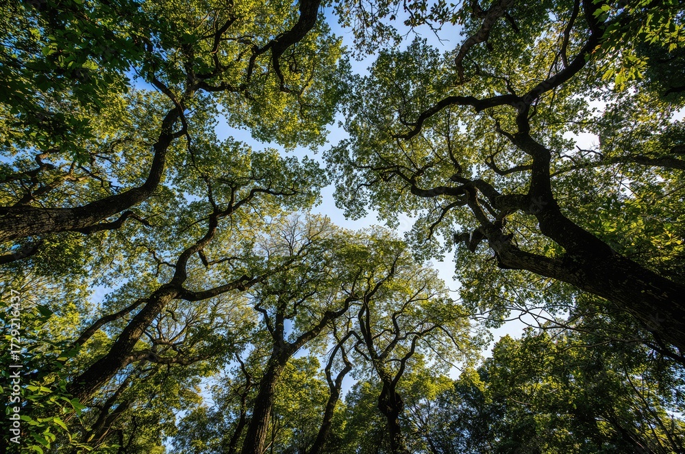 Fototapeta premium Interlocking Tree Canopies Creating Unique Patterns in a Lush Forest