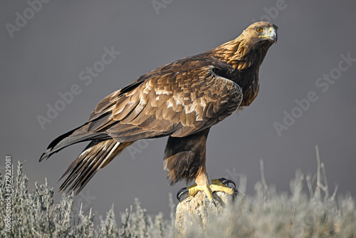 Golden eagle perched on rock (Aquila chrysaetos, Golden Eagle, Águila real)
