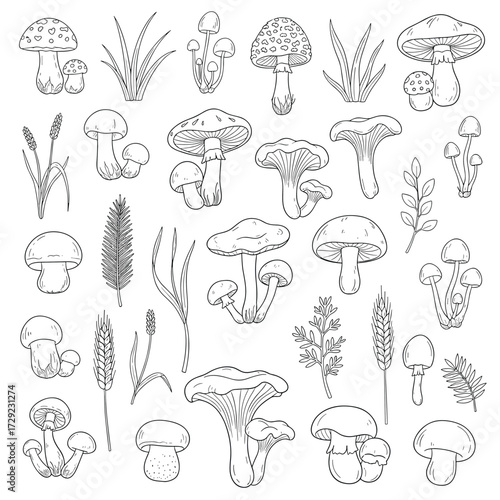 A collection of various edible and nonedible forest mushrooms and plants.