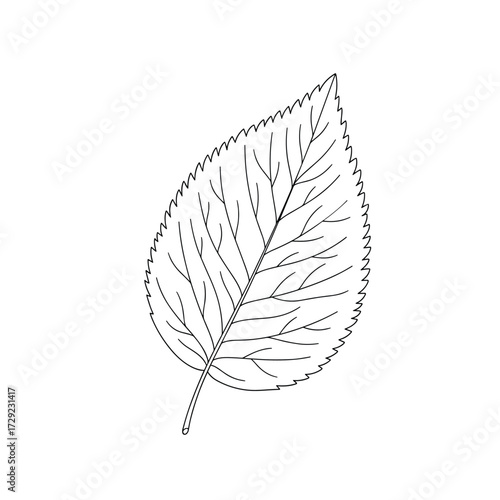 A detailed line drawing of a single ovate leaf with a serrated edge and visible veins.