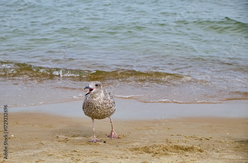 Obraz na plátne A juvenile seagull is captured mid squawk on a wet sandy beach near the sea