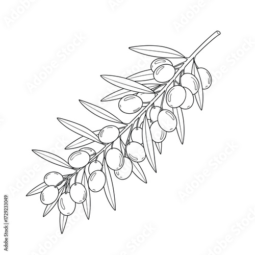 An artistic sketch of a branch with olives and leaves.