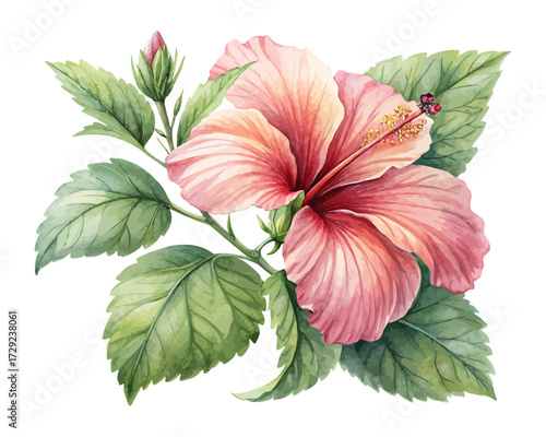 Watercolor Tropical Hibiscus Flower with Green Leaves isolated on white background