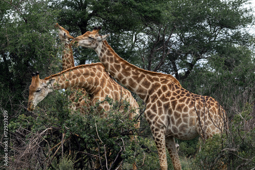 Canvas Print African giraffes eat leaves from bush