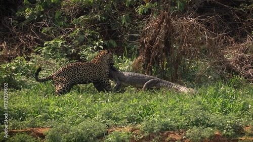 Jaguar hunting caiman in Brazil