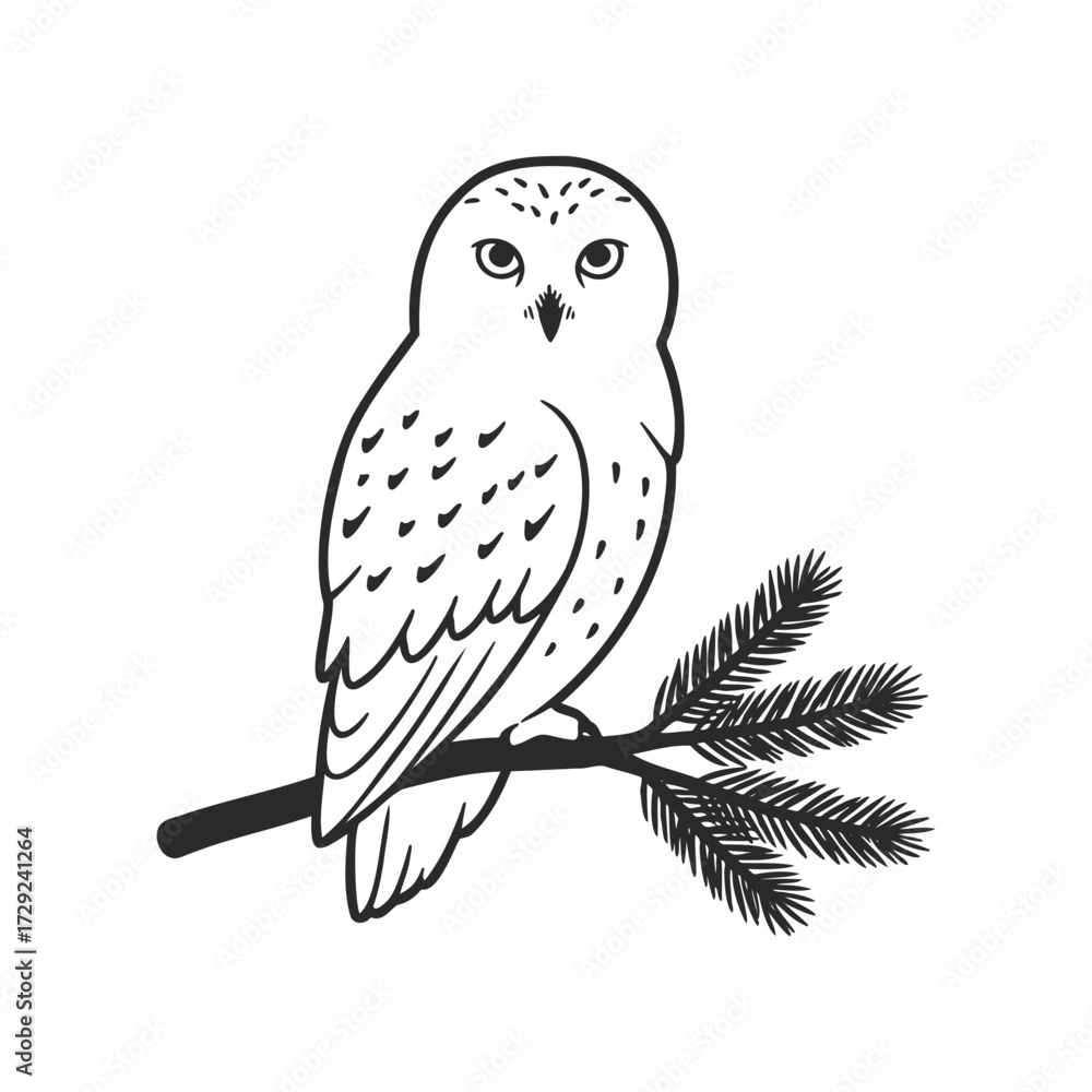 Fototapeta premium Snowy owl sketch: monochrome drawing of owl on pine branch