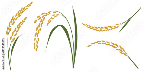 rice plants vector logo isolated on white background.