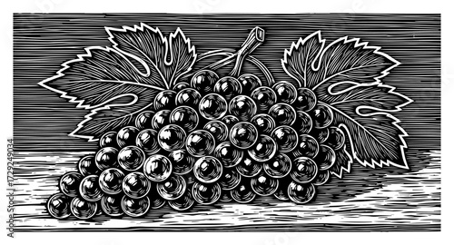 Vintage Woodcut Illustration of Grapes on a Vine