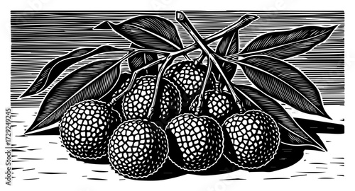 Lychee Fruit Branch in a Vintage Woodcut Engraving Style