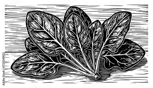 Spinach Leaves Illustration in a Vintage Linocut Style