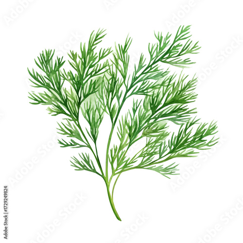 Dill, watercolor painting vector, isolated on a white background.